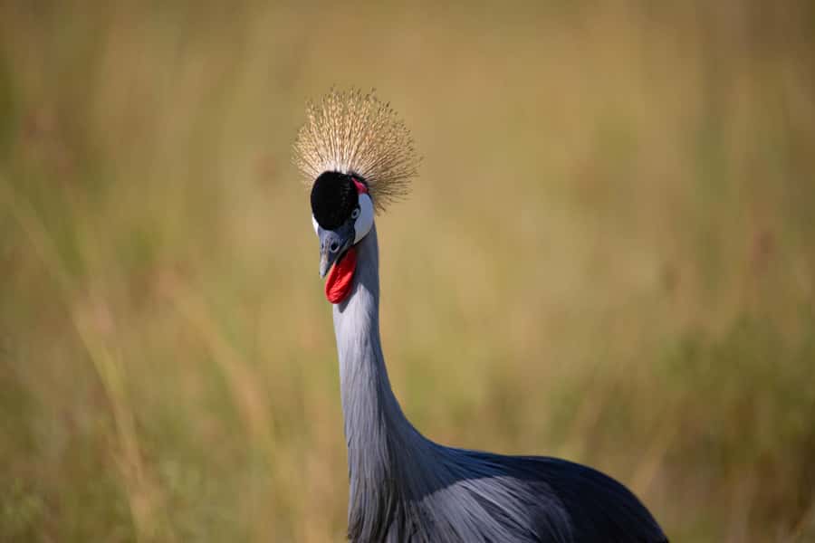Nairobi: National Park Guided Game Drive - Price and Logistics, Entrance Fees, and When It Really Adds Up
