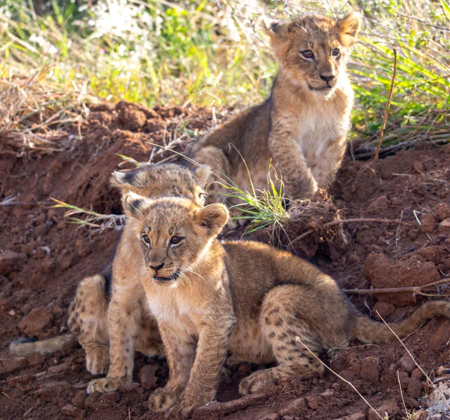 Nairobi: National Park Guided Game Drive - What to Bring, What to Wear, and Small Choices That Matter