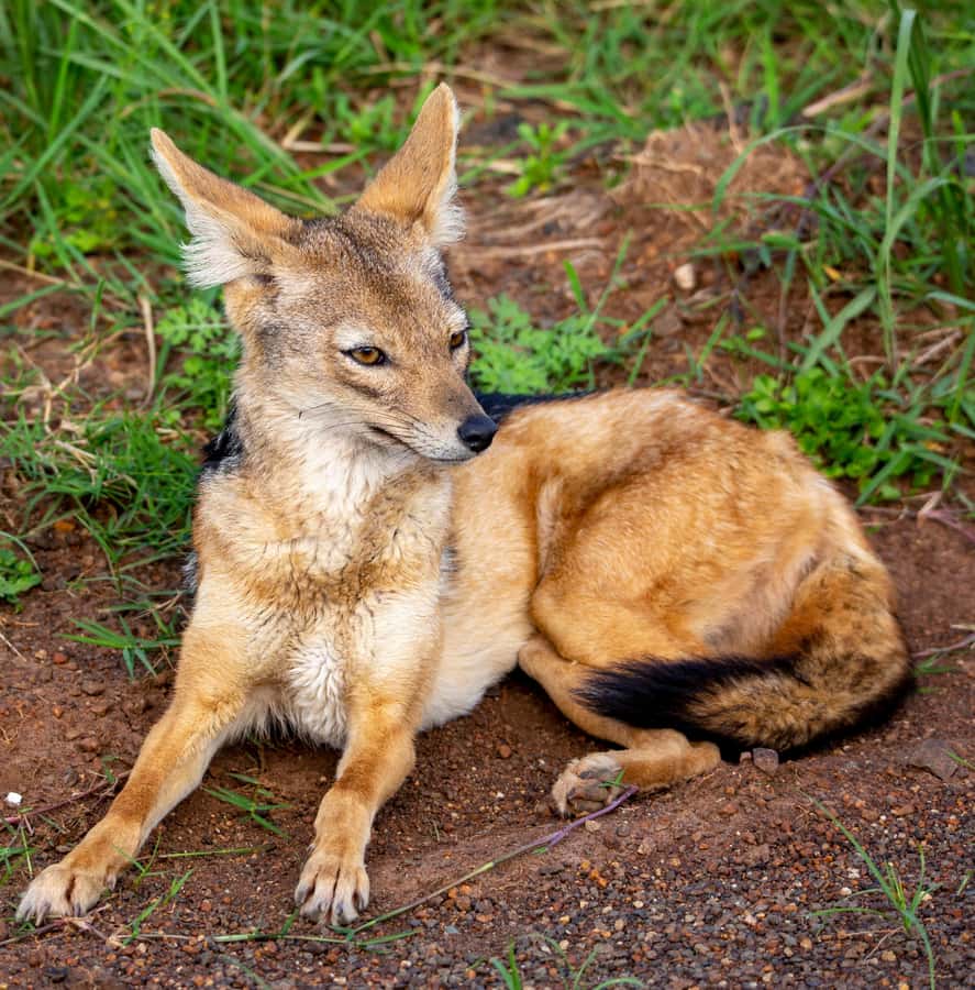 Nairobi: National Park Guided Game Drive - Who Should Book This Nairobi Safari Drive, and Who Should Skip