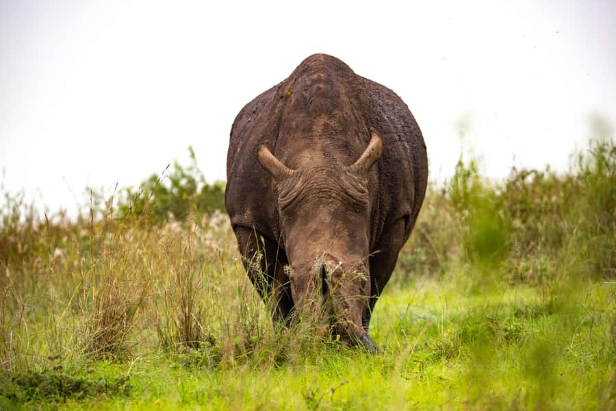 Nairobi: National Park Guided Game Drive - Should You Book This Game Drive?