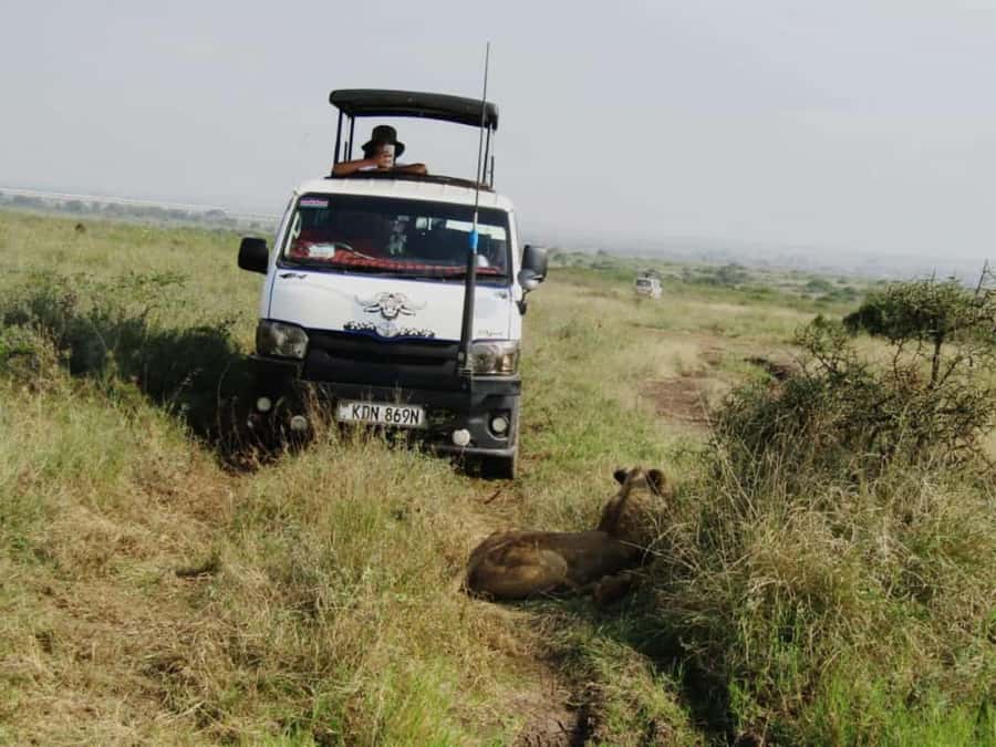 Nairobi: National Park Guided Game Drive For 5 Hours - Key highlights worth caring about