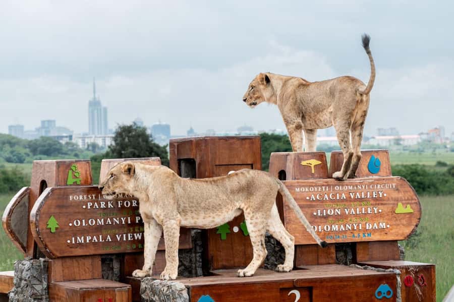 Nairobi: National Park Guided Game Drive For 5 Hours - Nairobi National Park, minutes from the city skyline