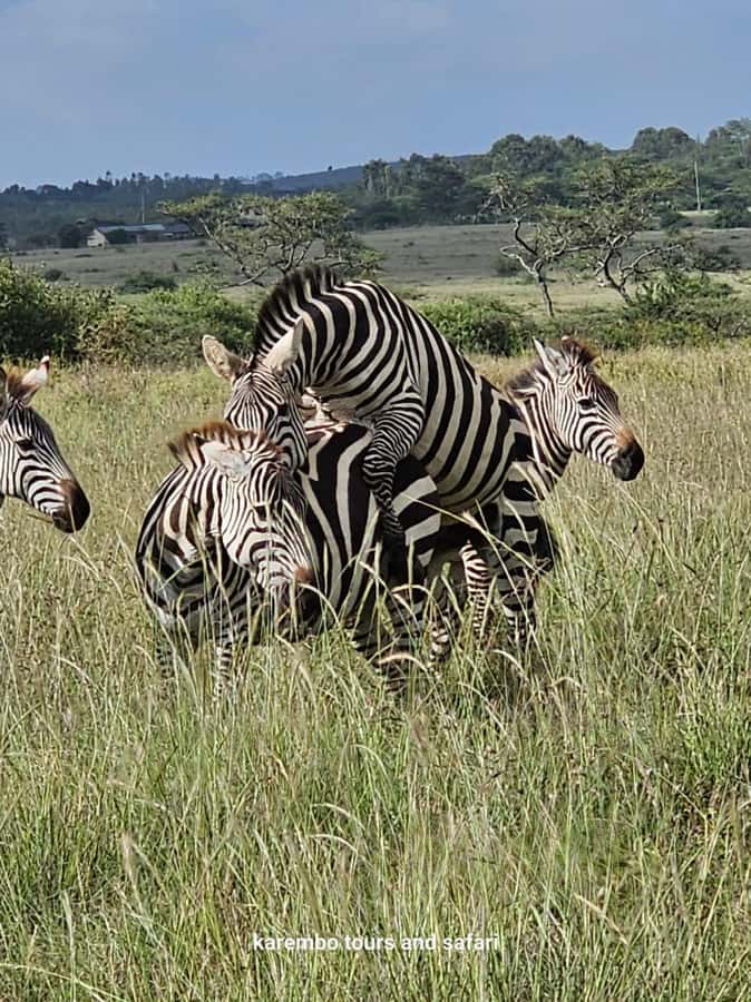 Nairobi: National Park Guided Game Drive For 5 Hours - Pricing reality: what you pay versus what the park entry adds