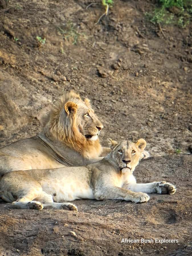 Nairobi: National Park Guided Game Drive For 5 Hours - Photo and comfort tips for an urban safari