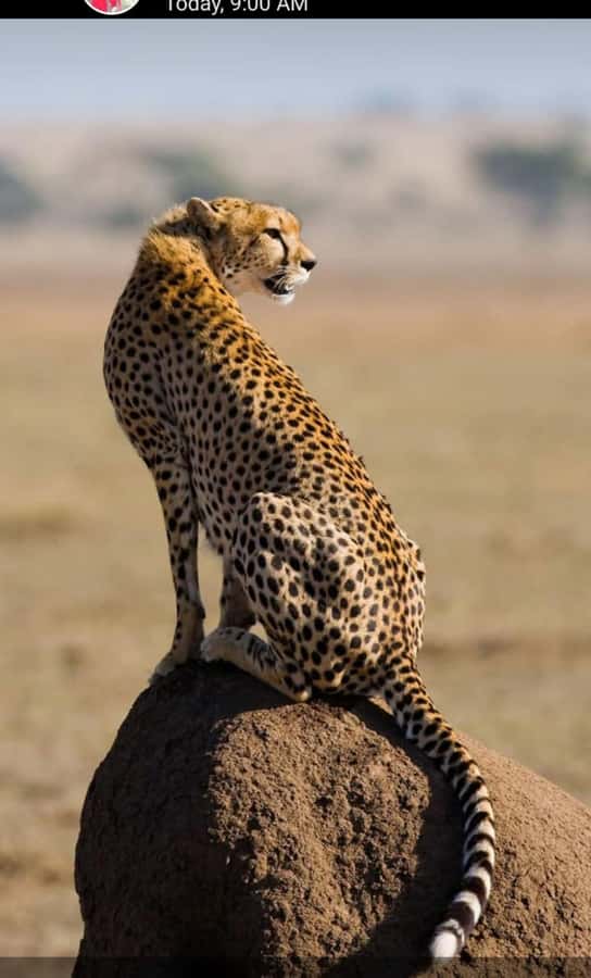 Nairobi: National Park Guided Game Drive For 5 Hours - Should you book this Nairobi National Park game drive?
