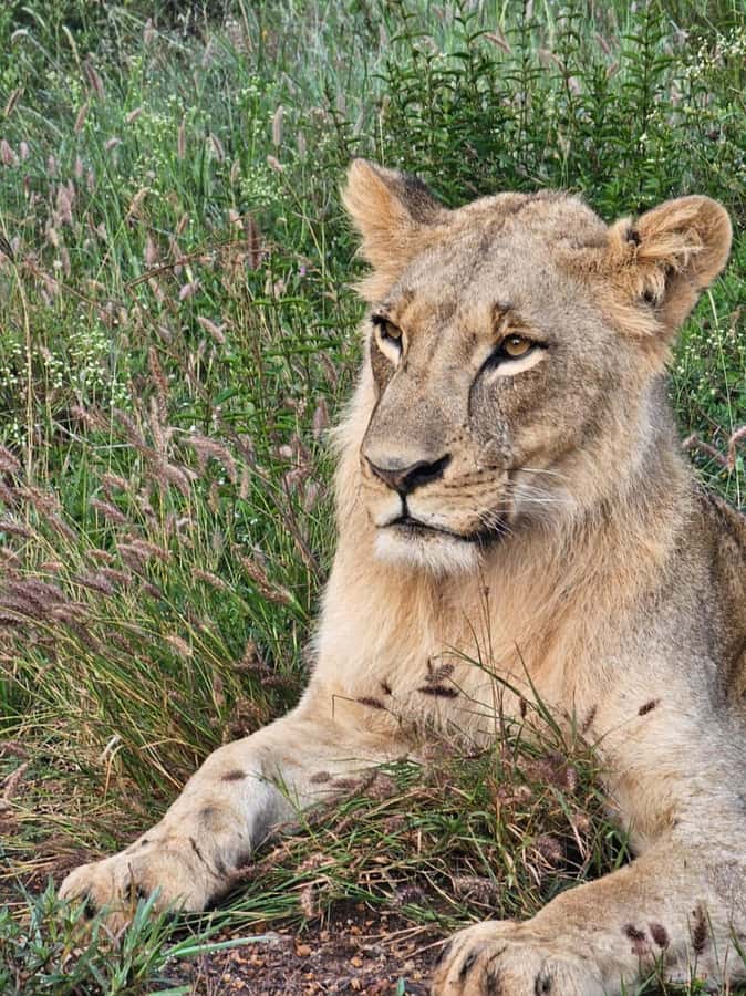 Nairobi: National Park Guided Game Drive For 5 Hours - FAQ