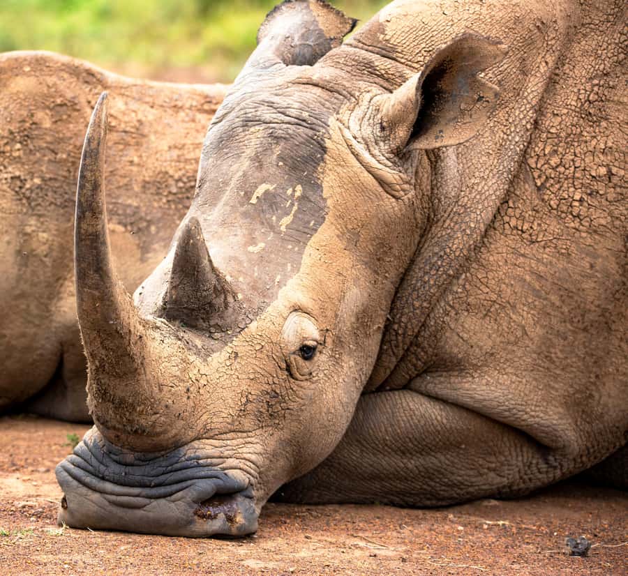 Nairobi: National Park Guided Game Drive - Your 4 to 5 Hour Game Drive Plan, From Pickup to Park Gate