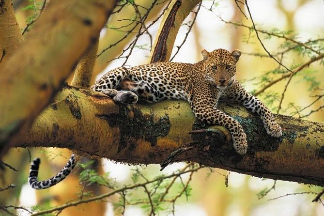 Nairobi National Park Guided Half Day Tour Game Drive- FREE WIFI - Getting From Your Hotel to the Park Without Wasting Time