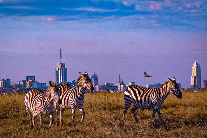Nairobi National Park Guided Half Day Tour Game Drive- FREE WIFI - Price and Value: Is $52 for Nairobi’s City Safari Fair?