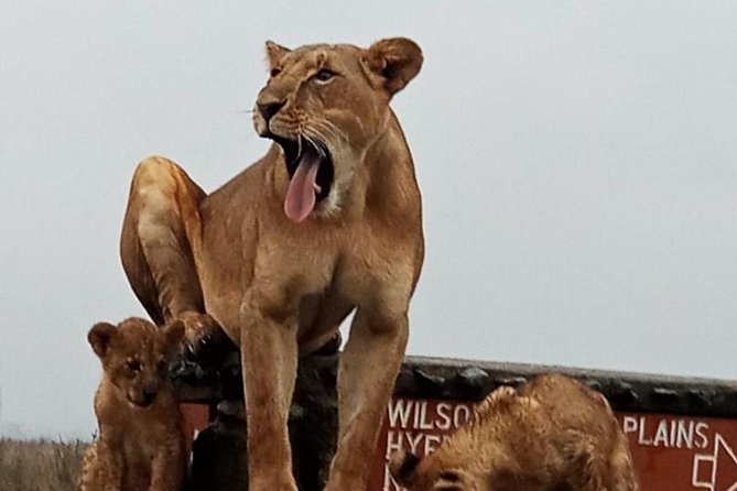 Nairobi National Park Guided Half Day Tour Game Drive- FREE WIFI - Open-Roof Safari Van: The Comfort Trade That Pays Off