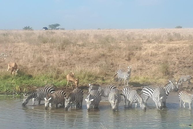 Nairobi National Park Guided Half Day Tour Game Drive- FREE WIFI - Getting the Most From Your Morning Game Drive