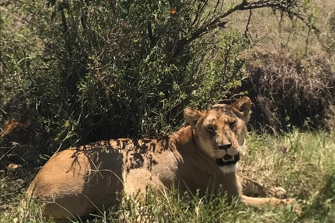 Nairobi National Park Guided Half Day Tour Game Drive- FREE WIFI - Practical Logistics in Nairobi: What You Should Plan For