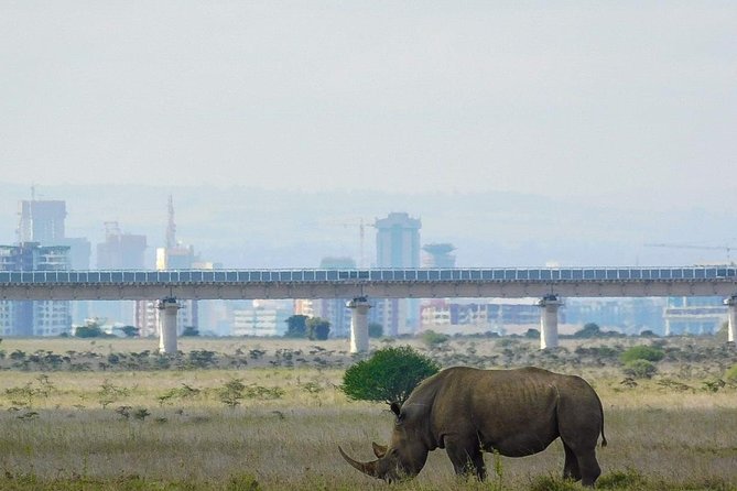 Nairobi National Park Guided Half Day Tour Game Drive- FREE WIFI - Nairobi Animal Orphanage After Lunch: What This Stop Adds