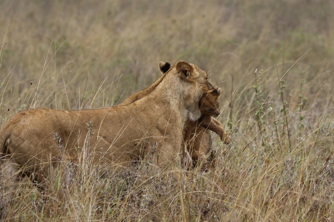 Nairobi National Park guided tour - Nairobi National Park, five miles from the skyline