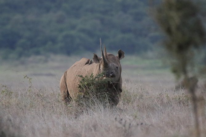Nairobi National Park guided tour - The Nairobi National Park game drive: rhinos, lions, leopards, and giraffes