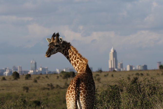 Nairobi National Park guided tour - Private, guided, and safe-feeling: what the best guides do