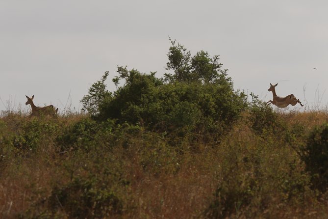 Nairobi National Park guided tour - Is this the right Nairobi safari for you?