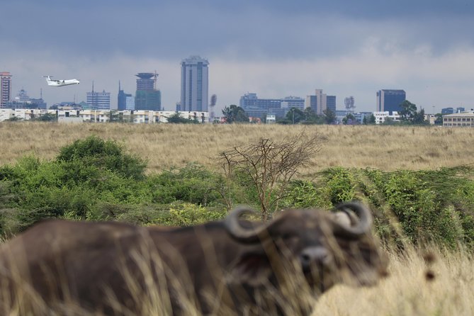 Nairobi National Park guided tour - Should you book Nairobi National Park with Safiri Warriors?