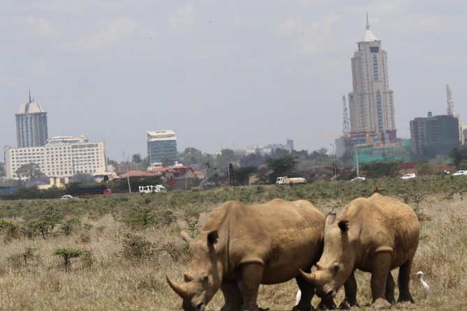 Nairobi National Park guided tour - Pickup, timing, and how to make the day painless