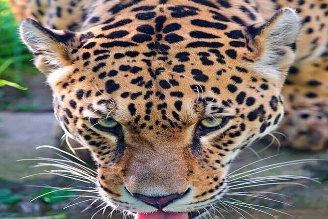 Nairobi National Park Half-Day Game Drive - Key highlights worth your attention