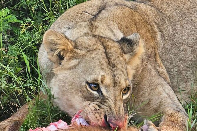 Nairobi National Park Half-Day Game Drive - Why Nairobi National Park is ideal for a half-day game drive