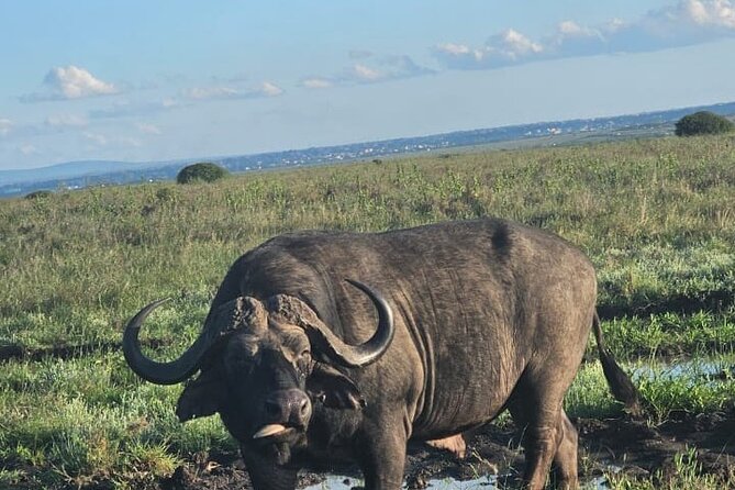 Nairobi National Park Half-Day Game Drive - The 4-hour game drive: where you’ll spend your time