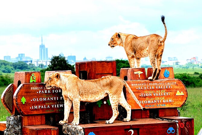 Nairobi National Park Half-Day Game Drive - Lions, rhinos, leopards, and buffalo: managing expectations without losing hope