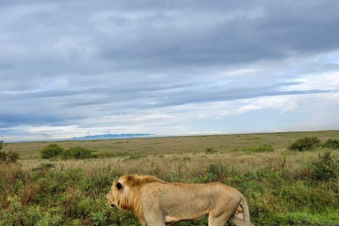 Nairobi National Park Half-Day Game Drive - Free Wi-Fi and live photo sharing: yes, it’s actually useful