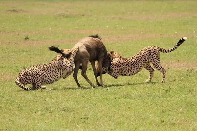 Nairobi National Park Half-Day Game Drive - Price and value: what $36 gets you, and what to add for the full budget