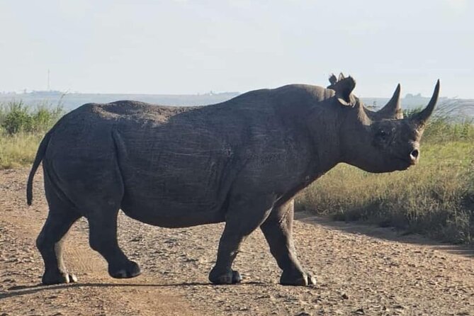 Nairobi National Park Half-Day Game Drive - Timing, group size, and what the ride feels like
