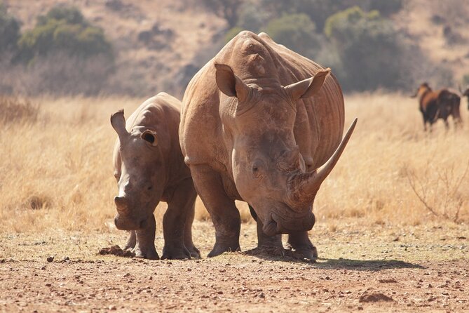 Nairobi National Park Half Day Game Drive Tour With Free WIFI - Pickup, 4WD Van Comfort, and the Small-Group Advantage