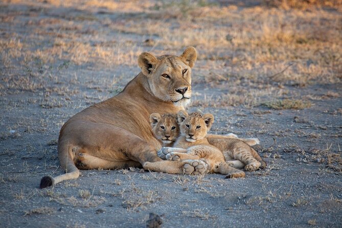 Nairobi National Park Half Day Game Drive Tour With Free WIFI - Lions, Giraffes, Zebras, and the Other Species on Your Radar
