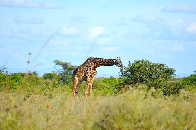 Nairobi National Park Half Day Game Drive Tour With Free WIFI - Price and Value: What $41 Really Covers
