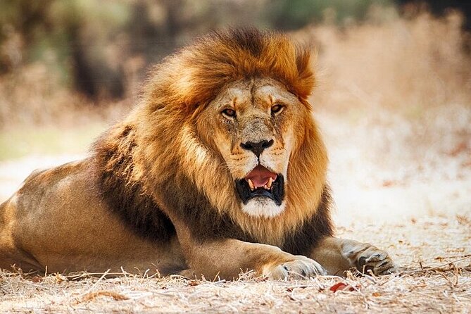 Nairobi National Park Half Day Game Drive Tour With Free WIFI - What Four Hours of Game Drive Feels Like In the Park