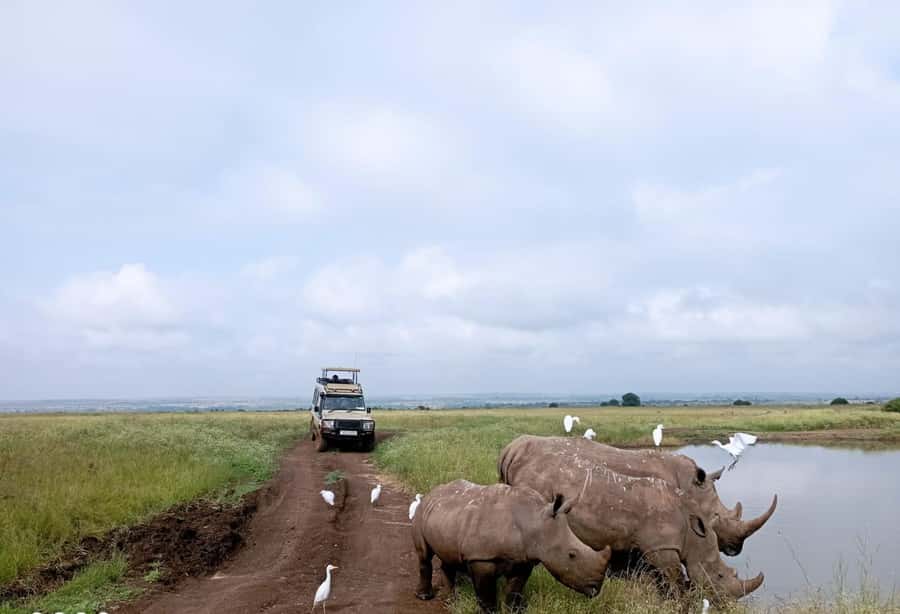 Nairobi National Park: Half-Day Group Tour with Pickup - Key Points at a Glance