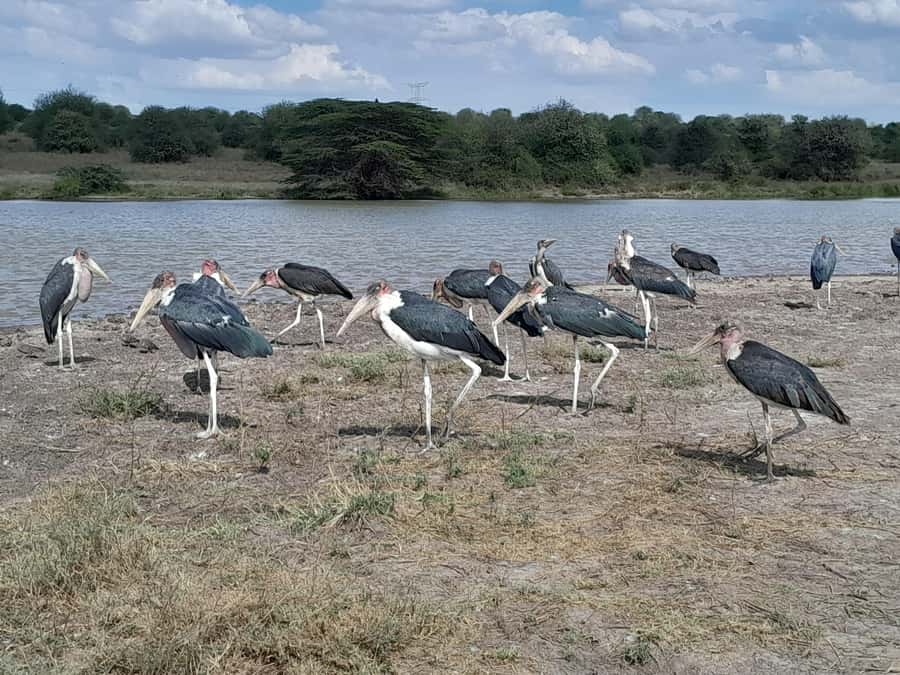 Nairobi National Park: Half-Day Group Tour with Pickup - Nairobi National Park in a Capital City, Why It Feels Different