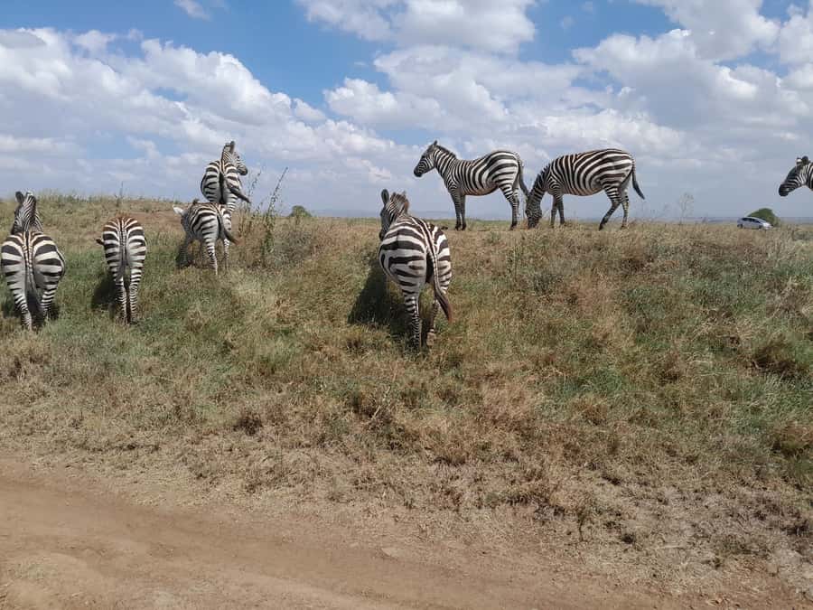 Nairobi National Park: Half-Day Group Tour with Pickup - Inside the Tour Van: What the Open-Roof Ride Changes