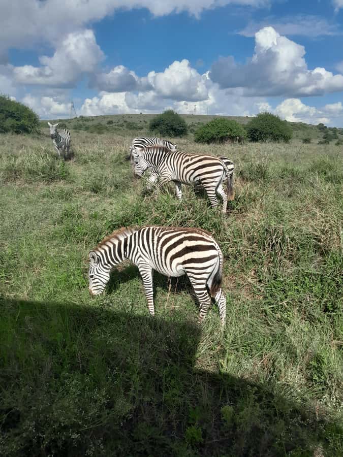 Nairobi National Park: Half-Day Group Tour with Pickup - Your Game Drive in Nairobi National Park: What Happens During Those Hours
