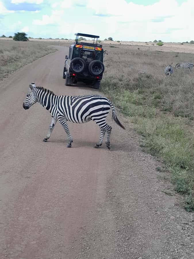 Nairobi National Park: Half-Day Group Tour with Pickup - Big Five Dreams, and the Real Safari Reality