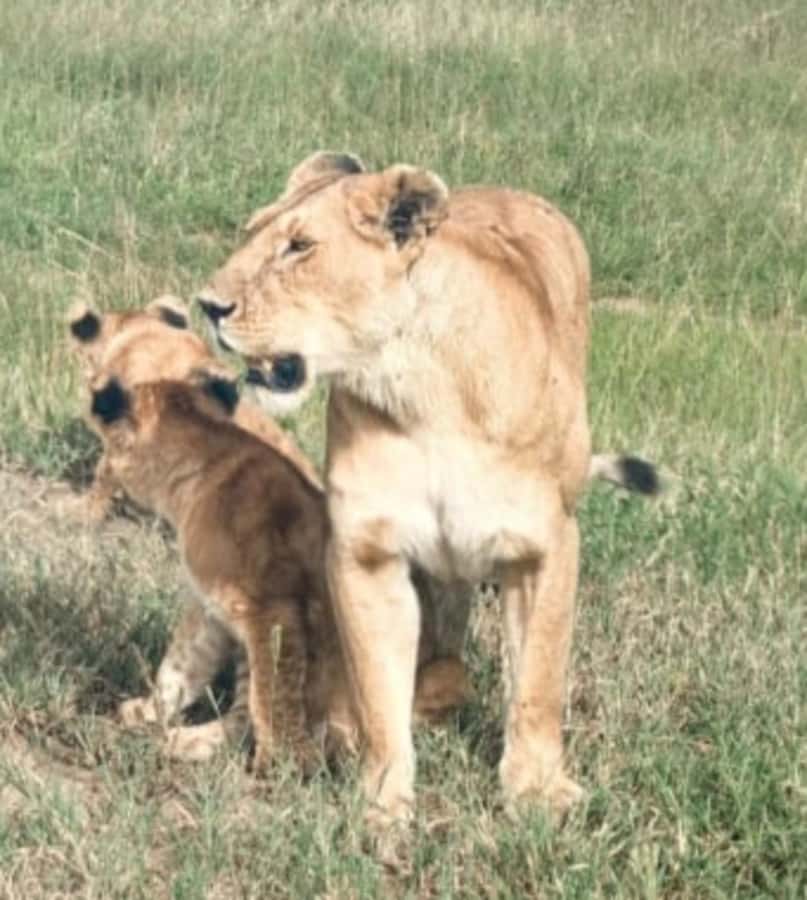 Nairobi National Park: Half-Day Group Tour with Pickup - Photo Stop and Curio Shops: Nice Extras, Not the Main Event