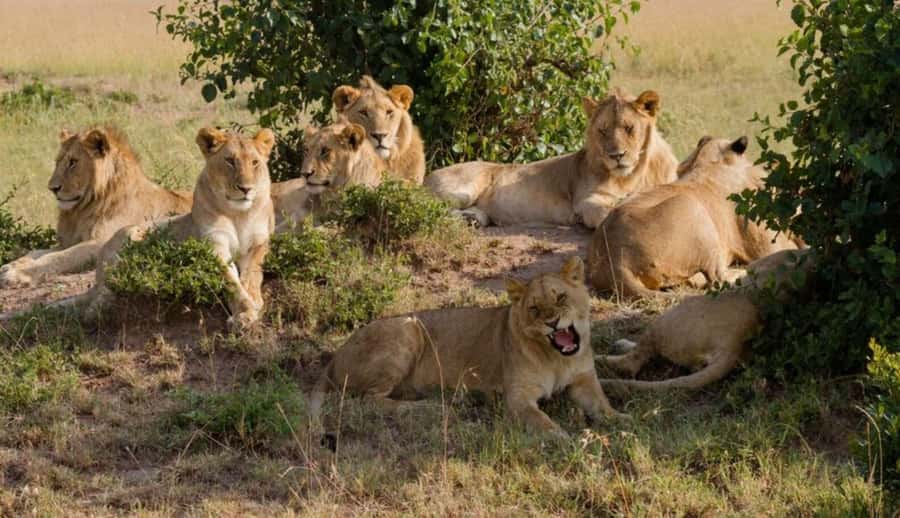 Nairobi National Park Half-Day Guided Game Drive With Pickup - Key Highlights You’ll Feel Immediately