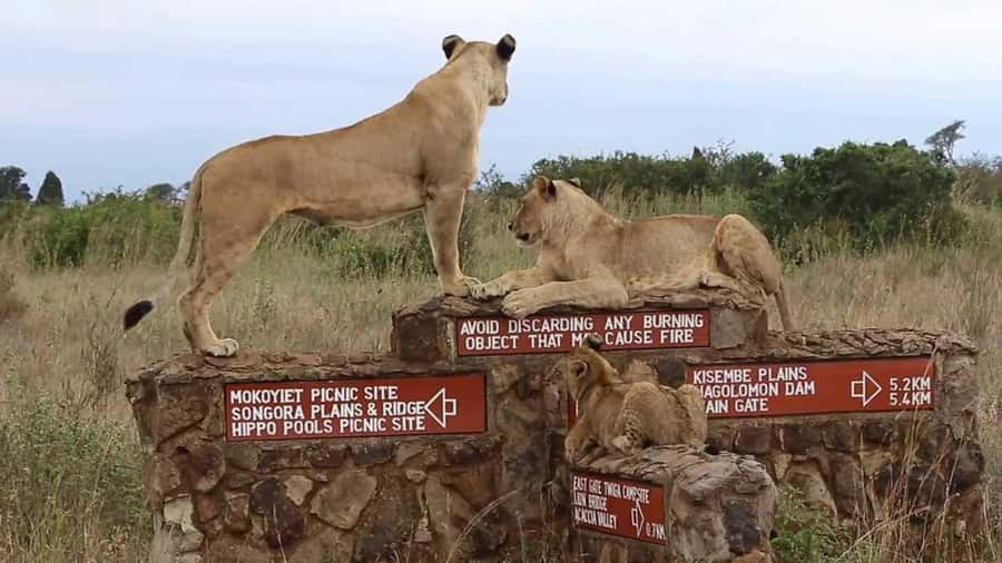 Nairobi National Park Half-Day Guided Game Drive With Pickup - The Game Drive: What You Can Actually Look For