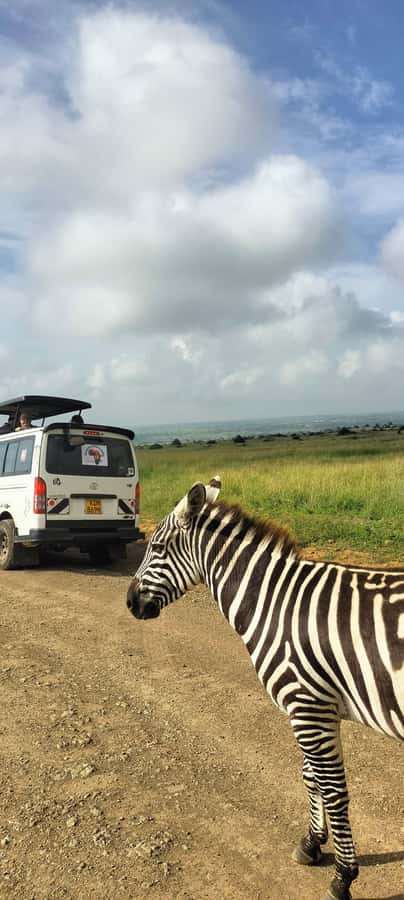 Nairobi National Park Half-Day Guided Game Drive With Pickup - Birding in Nairobi National Park: Over 400 Species on Your Radar