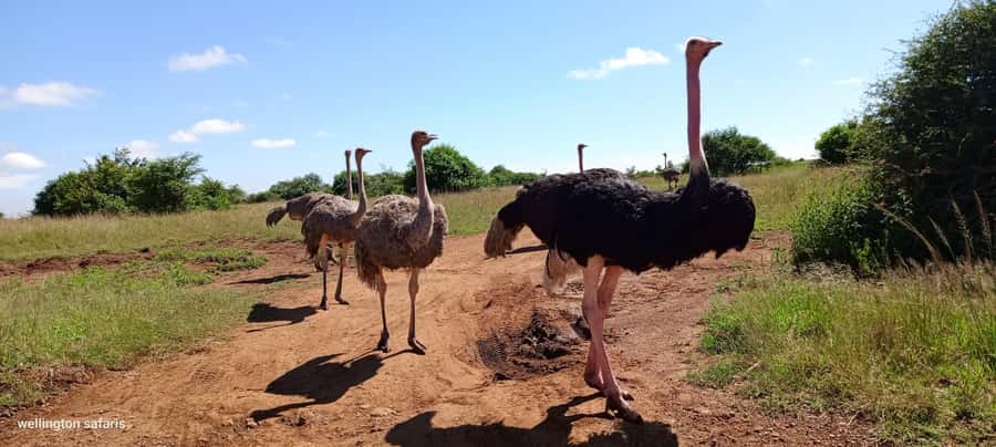 Nairobi National Park Half-Day Guided Game Drive With Pickup - Language Options and Why You Should Double-Check Expectations