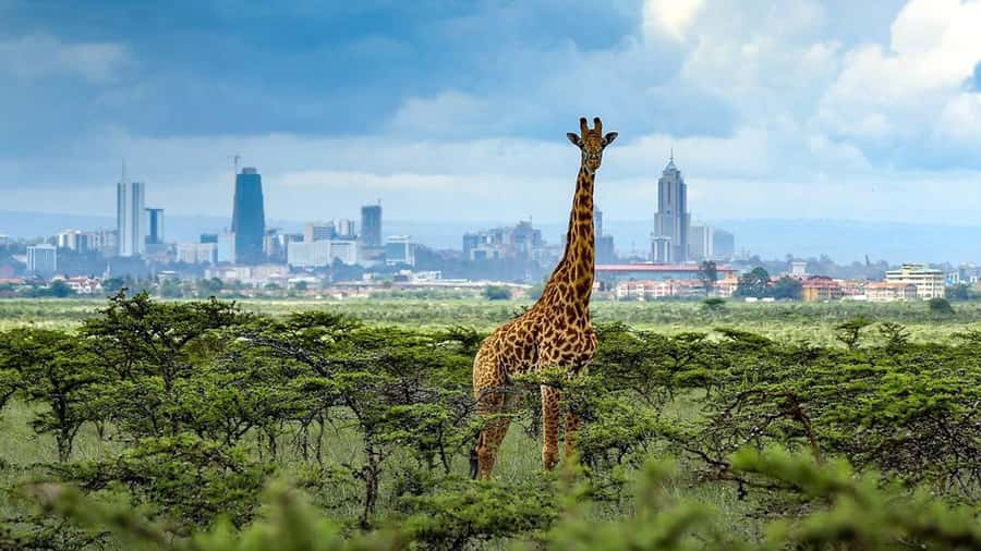 Nairobi National Park Half-Day Guided Game Drive With Pickup - The Craft Stops: Kazuri Beads and Kobe Tough Beads & Leather