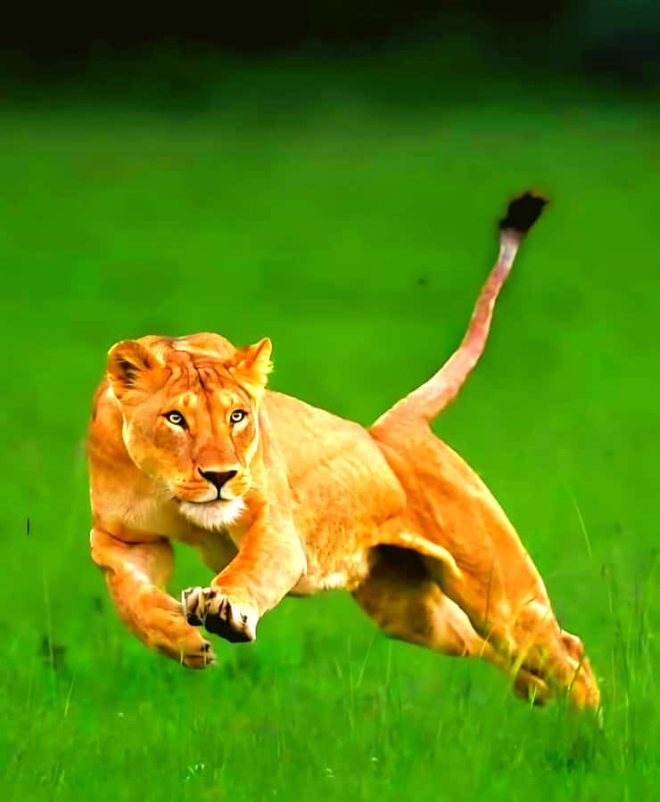 Nairobi National Park Half-Day Guided Game Drive With Pickup - What’s Included, What’s Not, and What You Should Bring
