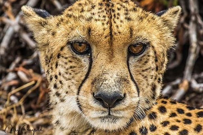 Nairobi National Park half day tour - What the 5-hour timing really feels like (6:00 am or 2:00 pm)