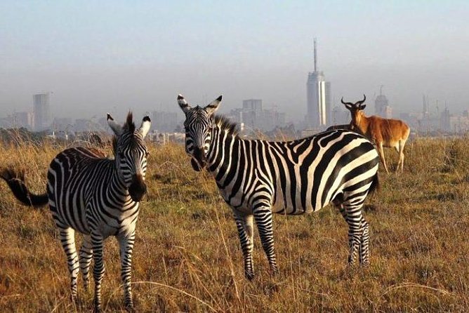 Nairobi national park half day tour - The Vehicle and Guide Setup: What Makes This Safari Feel Personal