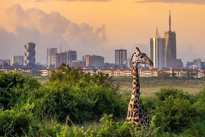 Nairobi national park half day tour - Nairobi National Park Morning Game Viewing: From Grazers to Predators