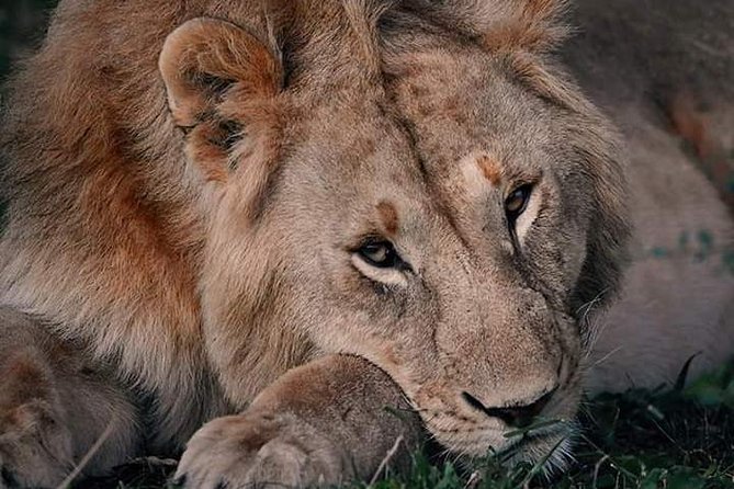 Nairobi national park half day tour - Birding Bonus: Up to 100 Species on a Normal Day